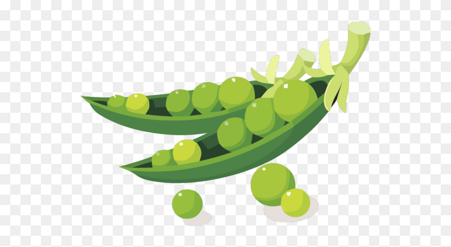 Soybean Clipart - Png Download