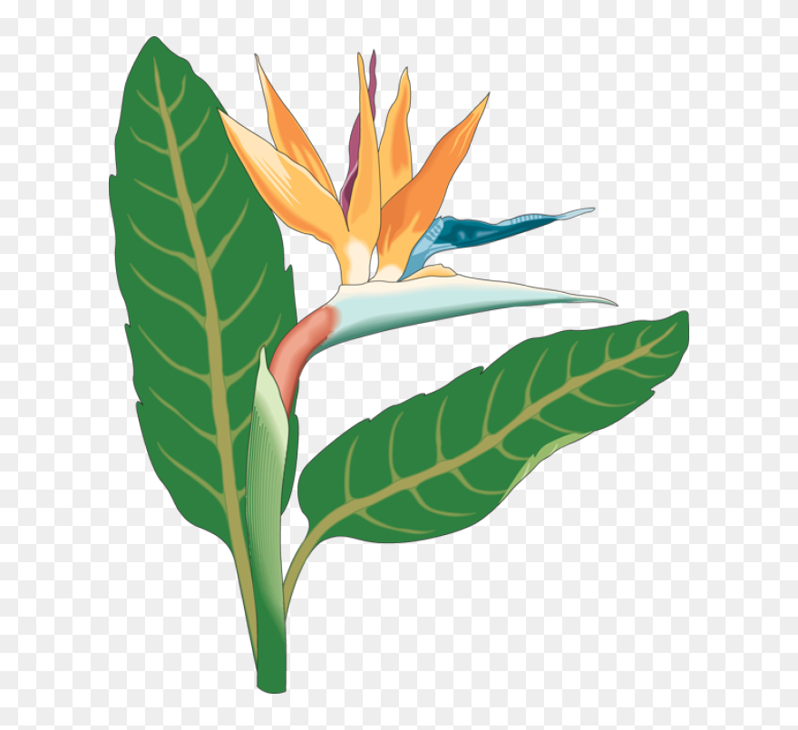 Bird Of Paradise Flower Drawings Clipart