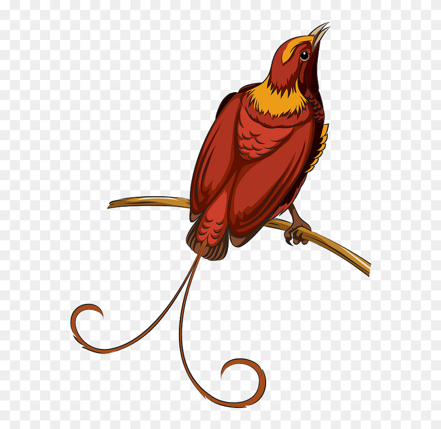 Bird Of Paradise Clipart - Portable Network Graphics - Png Download