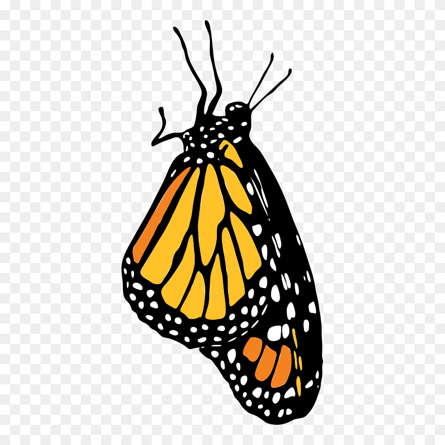 Monarch - Monarch Butterfly Clipart - Png Download