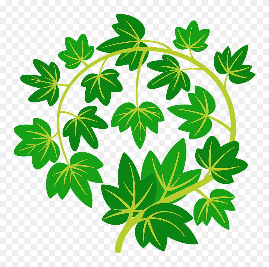 Ivy Clipart - Clip Art - Png Download