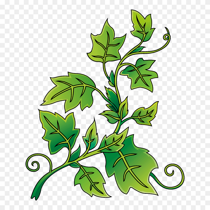 Ivy Clipart - Png Download