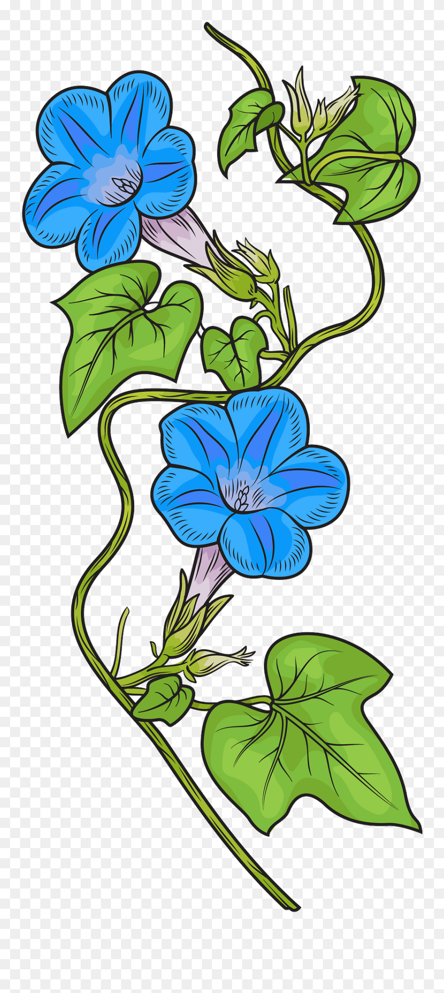False Bindweeds Clipart