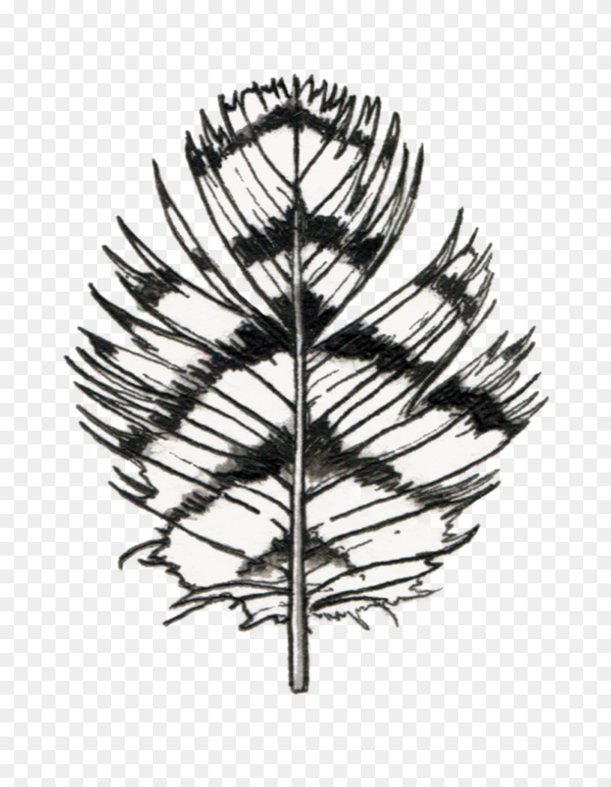 Twig Drawing Cone Transparent Png Clipart Free Download - Black And White Feather Owl