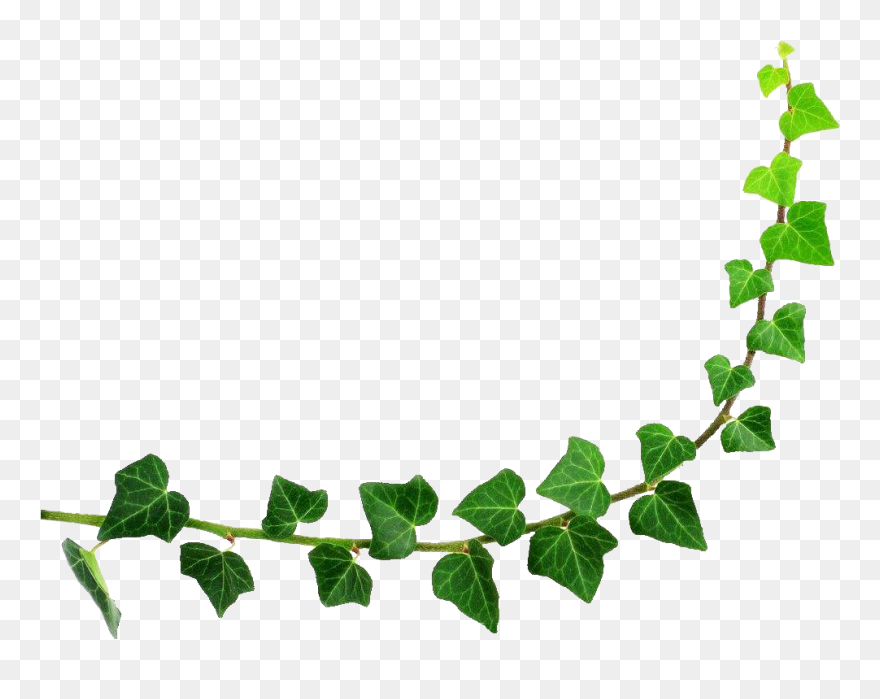 Semicircle Leaf Green Half - Efeuranke Clipart - Png Download