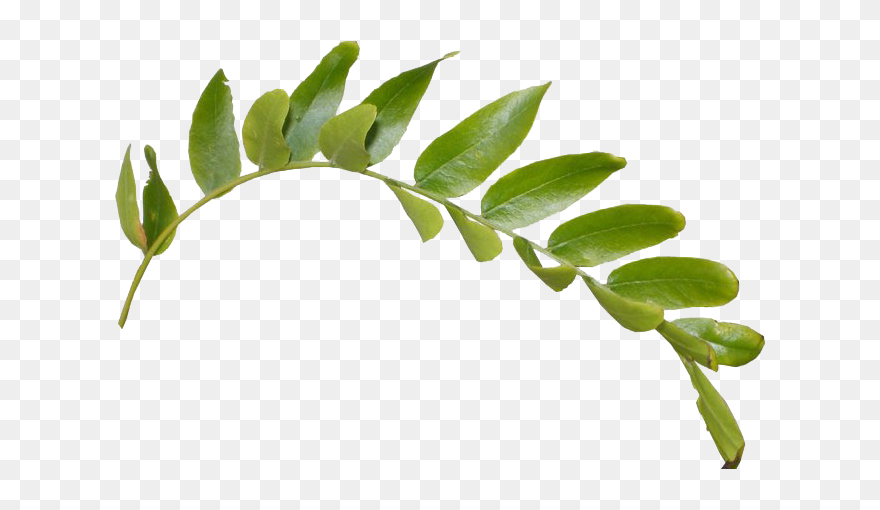 Green Leaf Png Clipart - Transparent Background Green Leaf Png