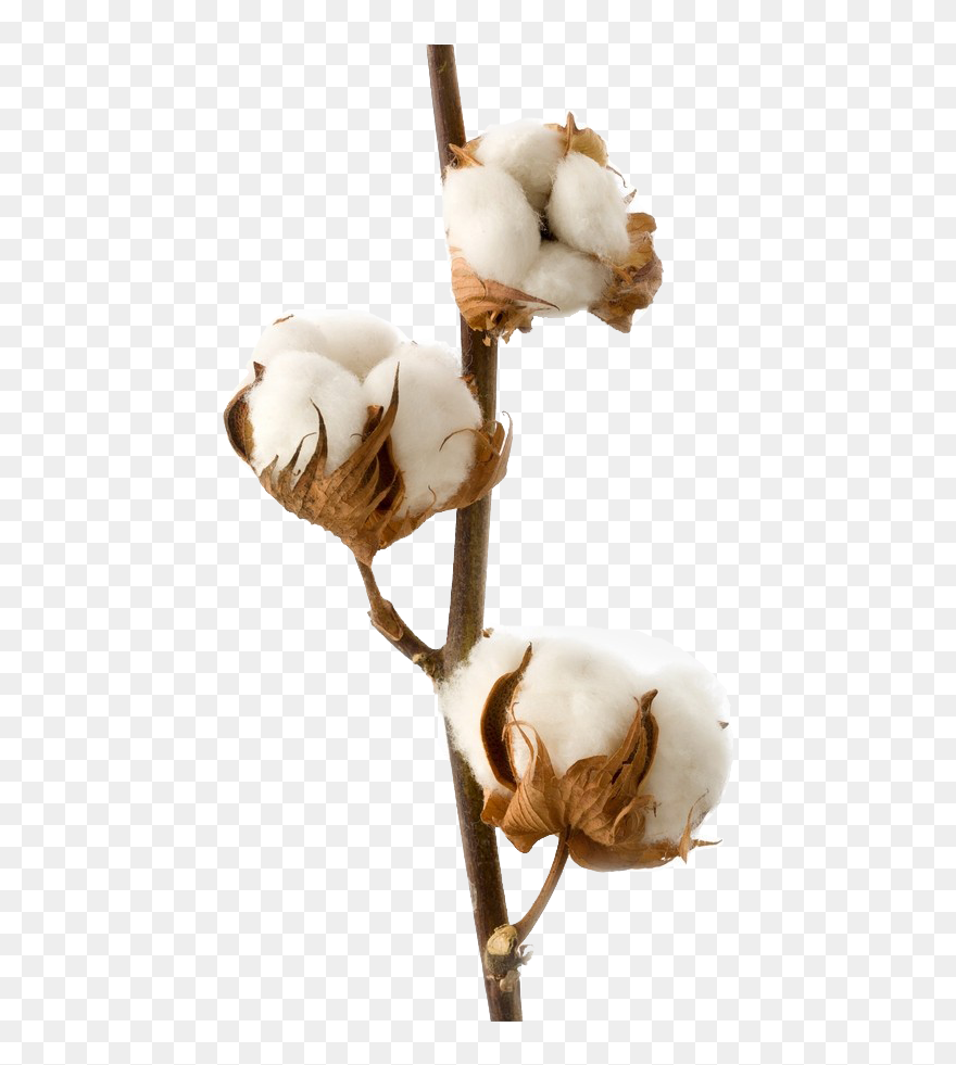 Cotton Crop Png Clipart Background Transparent Png