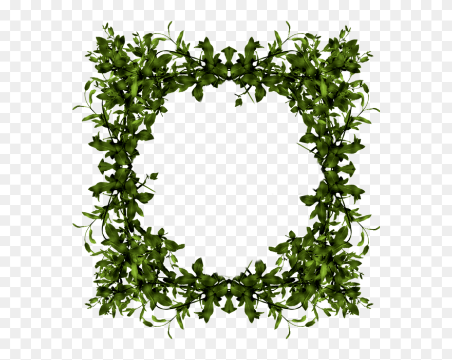 Ivy Clipart Bough - Cadres Et Bordures Png Transparent Png