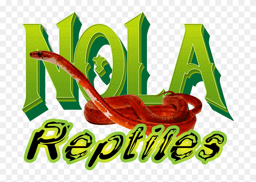 Nola Reptiles Snake Logo - Illustration Clipart