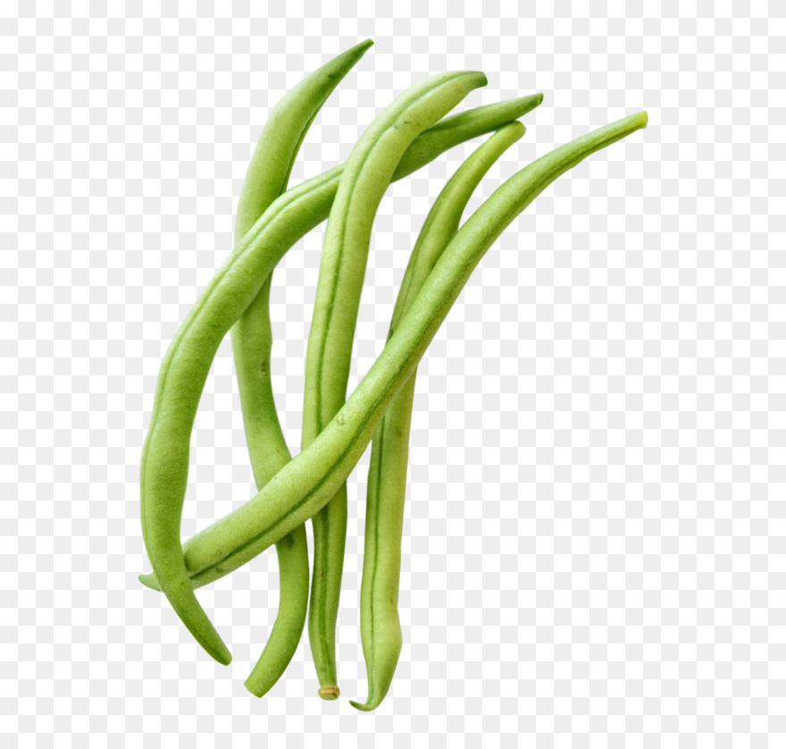 Transparent Green Bean Clipart Png Download (5460816) PinClipart