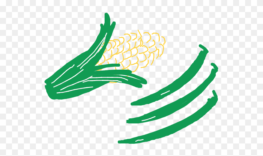 Drawing Of Sweetcorn And Runner Beans - Illustration Clipart