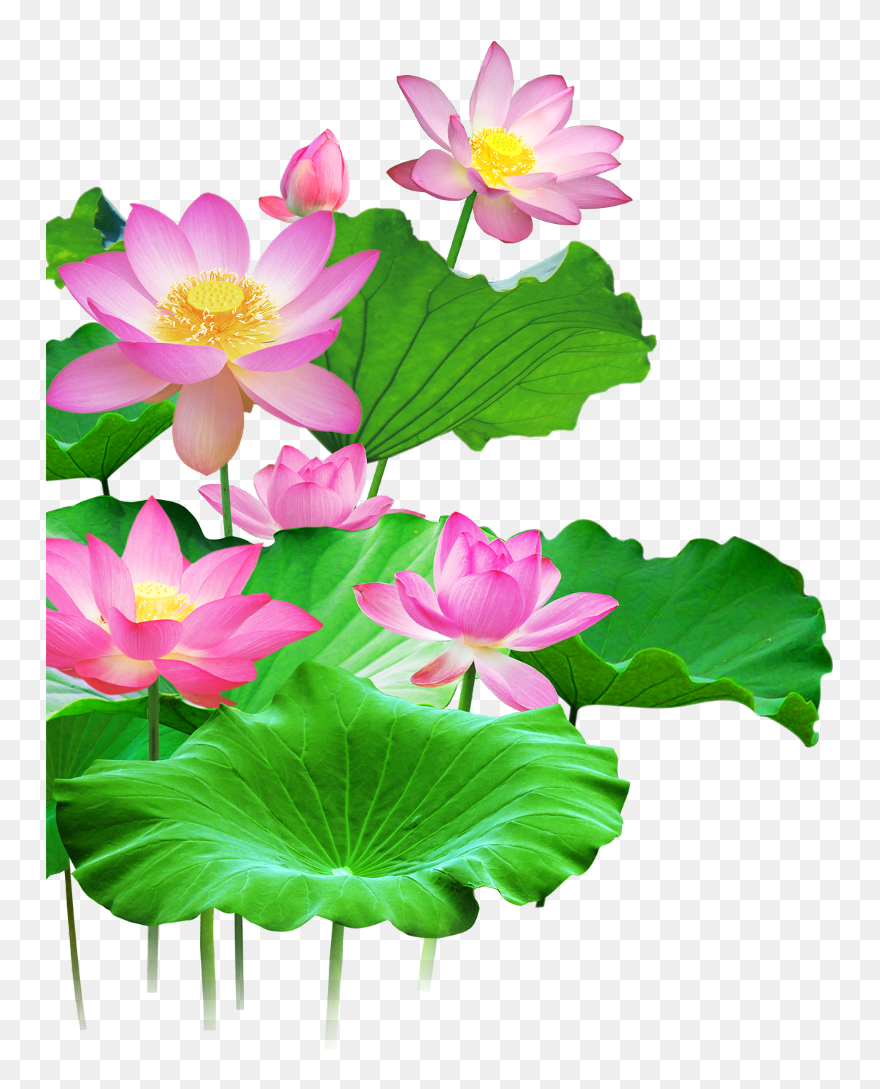 Mq Lotus Flower Flowers Pink Waters Green Leaf - Clip Art Lotus Png Transparent Png
