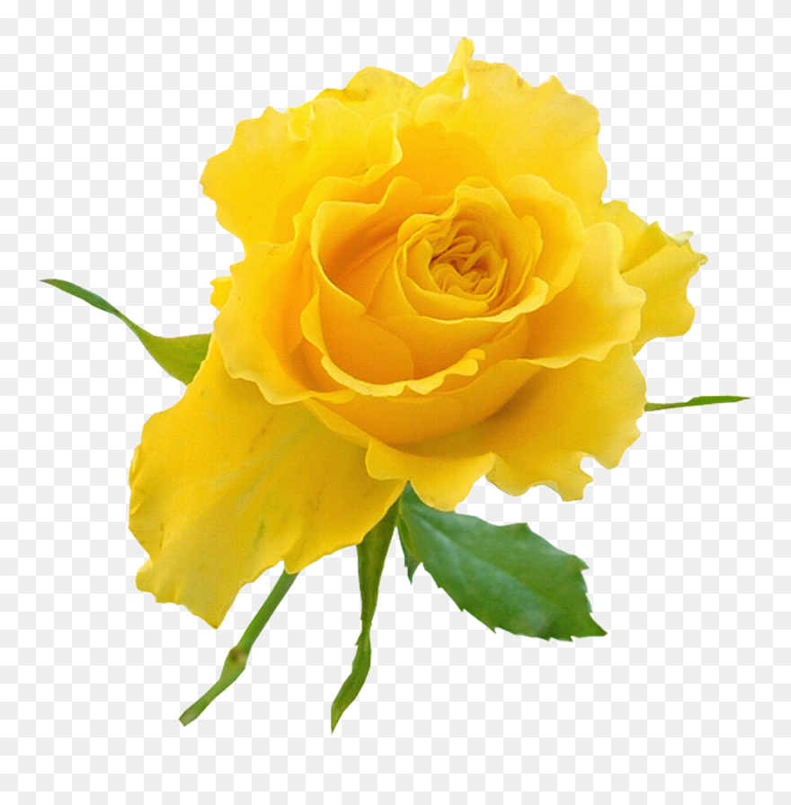 Garden Roses Yellow Flower Clip Art - Yellow Rose On Transparent Background - Png Download