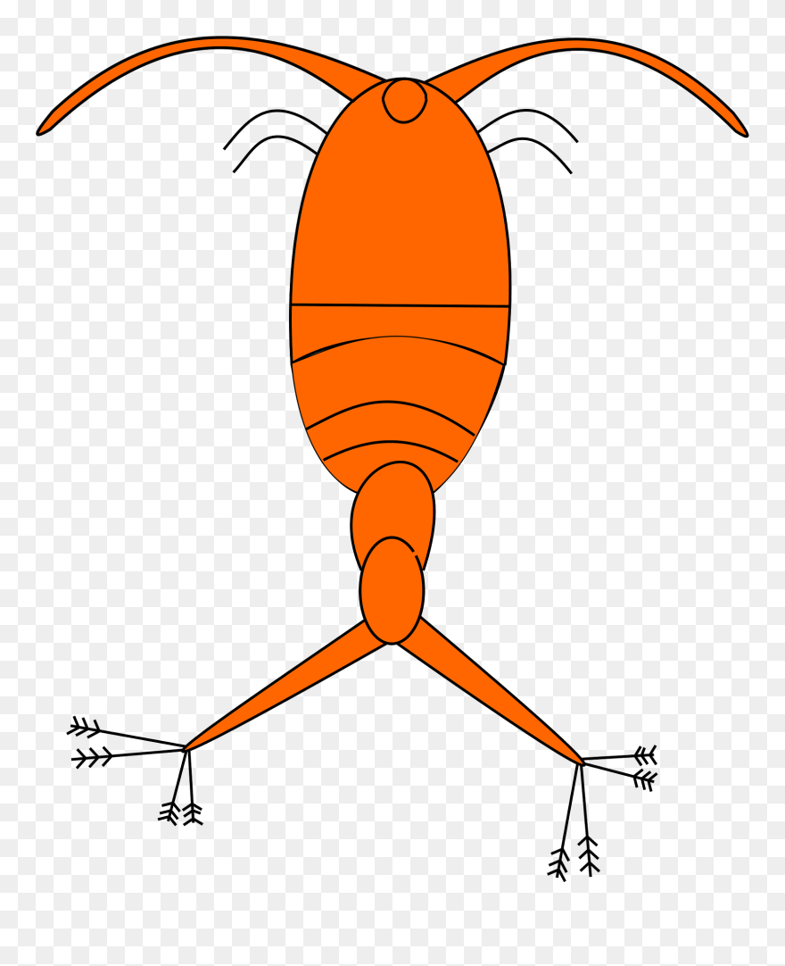 Phytoplankton Png Clipart