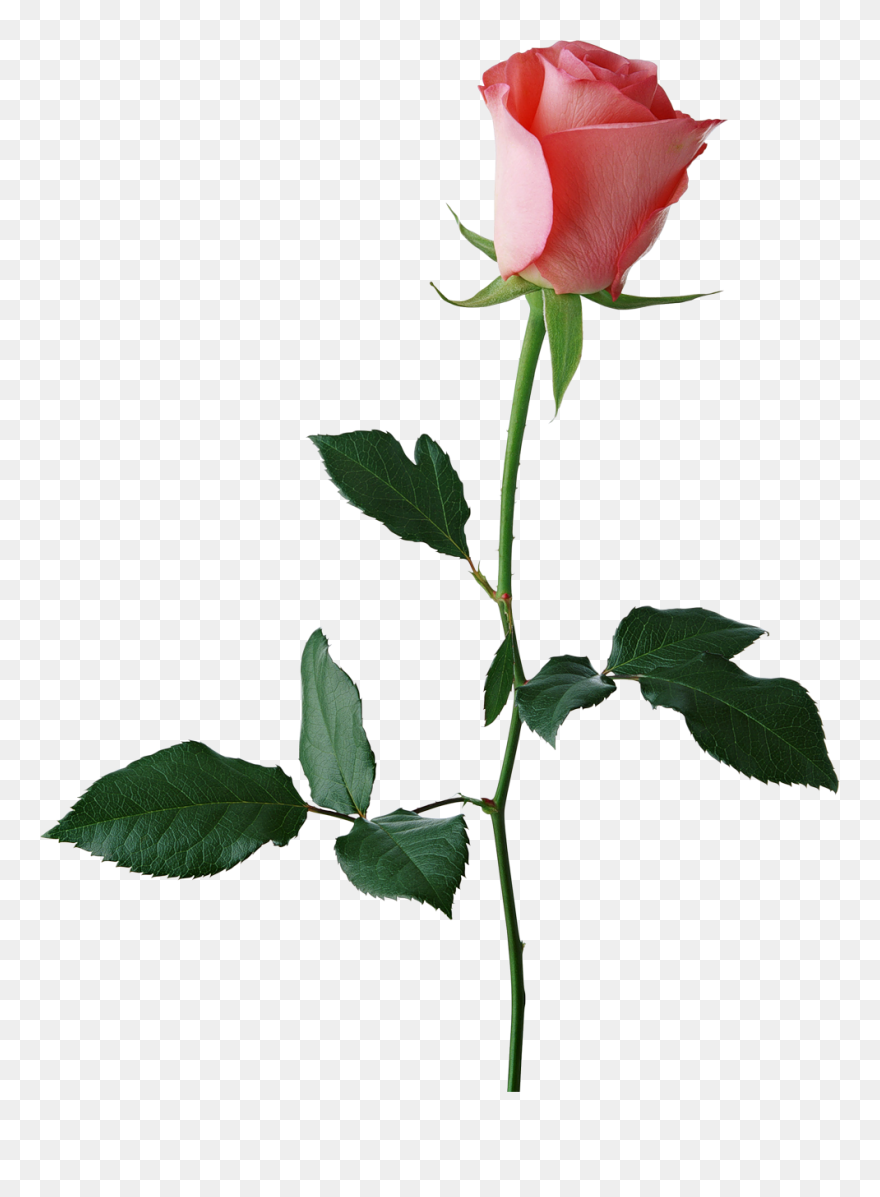 Clipart Rose Rose Bud - Png Download