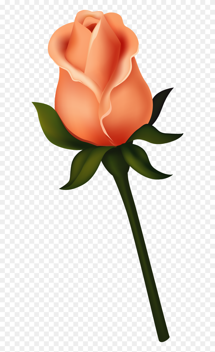 Ruže « Category - Orange Rose Flowers Clipart - Png Download