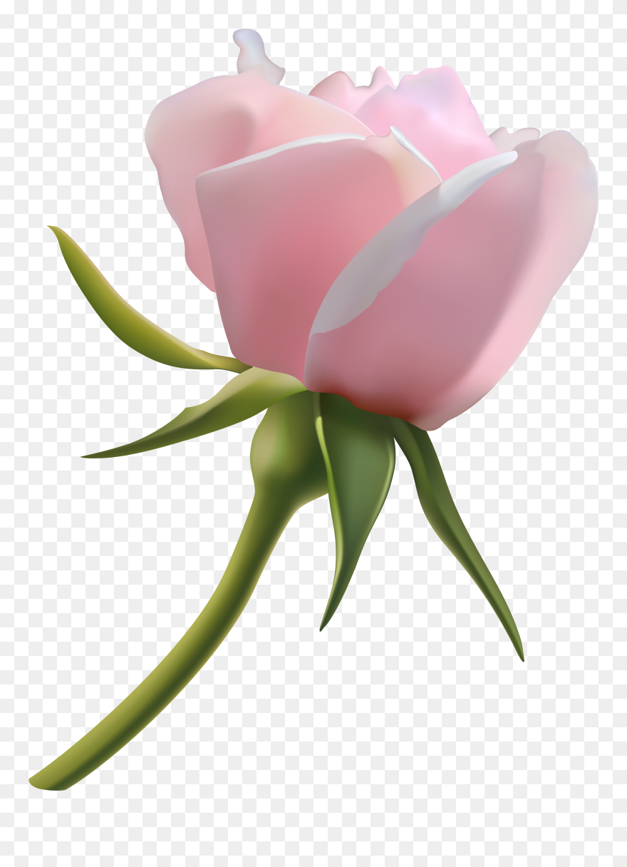 Clipart Roses Rose Bud - Png Download