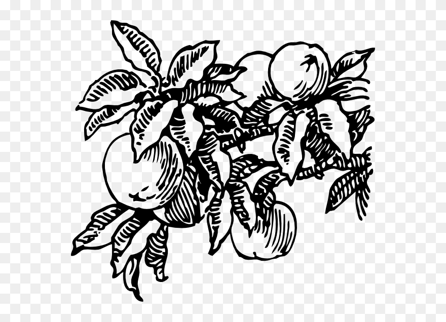 Fruit - Peach Clip Art - Png Download
