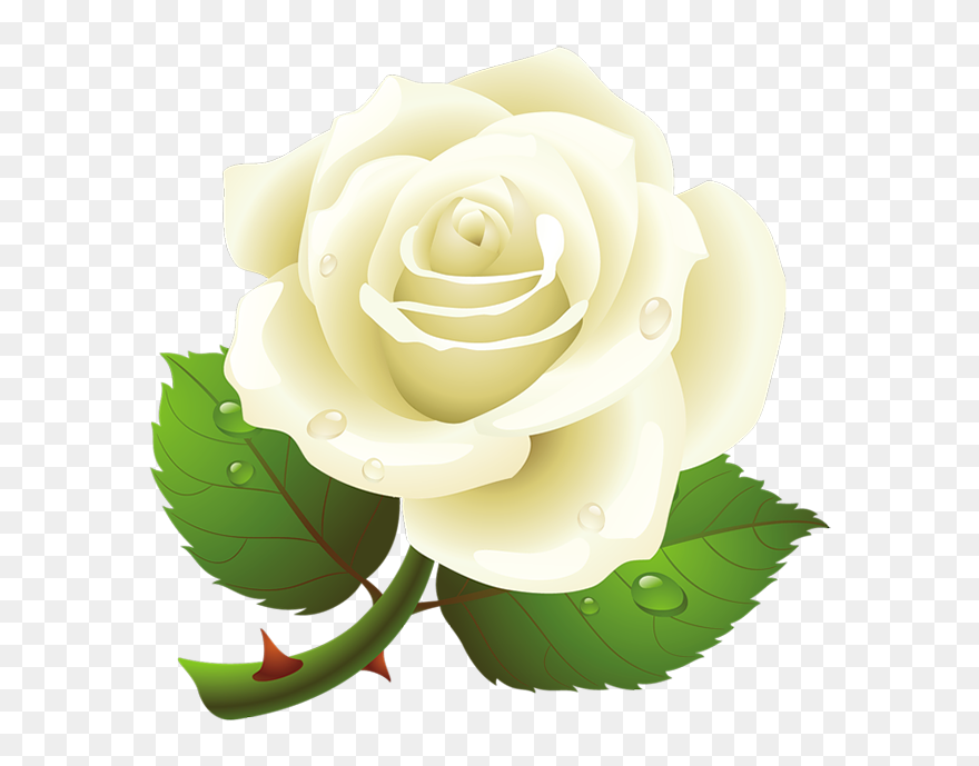White Rose Clipart Vector - White Rose Vector Png Transparent Png