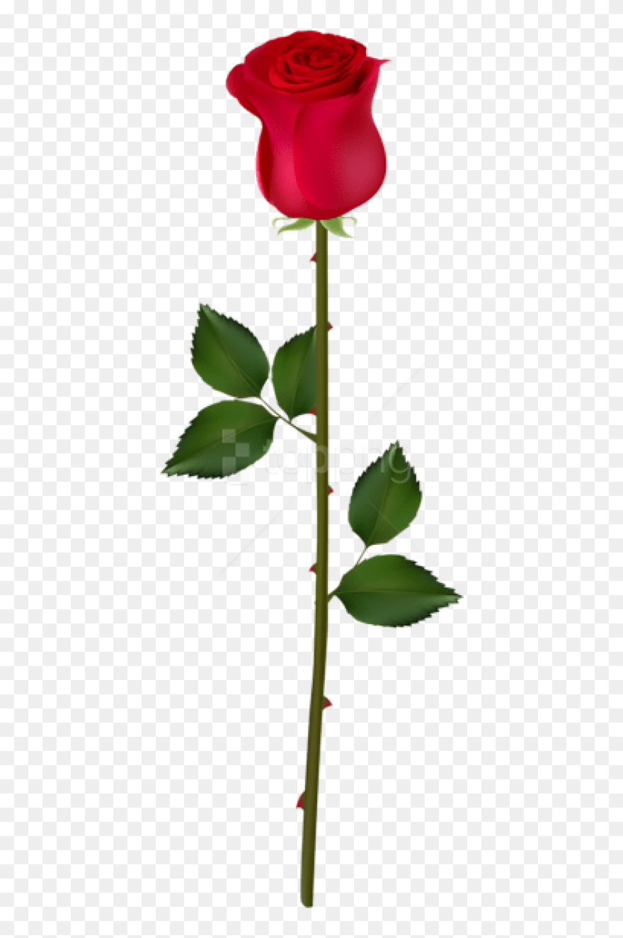 Free Png Red Rose Bud Png Images Transparent - Transparent Background Rose Clipart