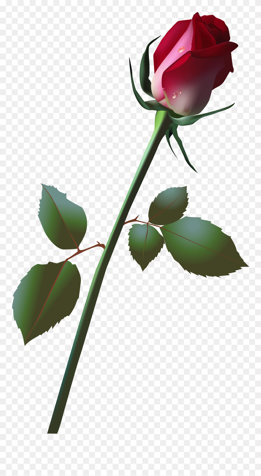 Beautiful Rose Bud Png Clip Art Image - Vector Flowers Transparent Png