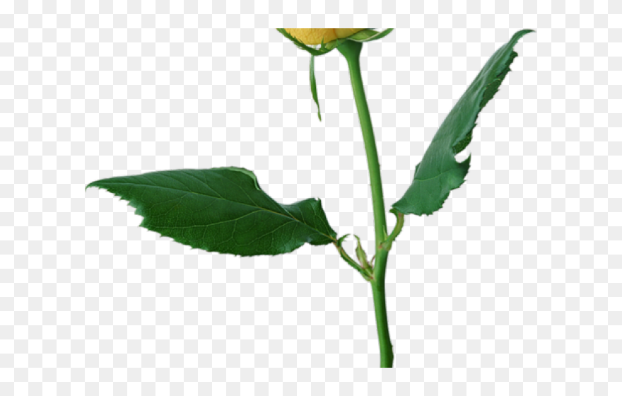 Transparent Long Stem Rose Clipart - Yellow Rose Transparent Background - Png Download