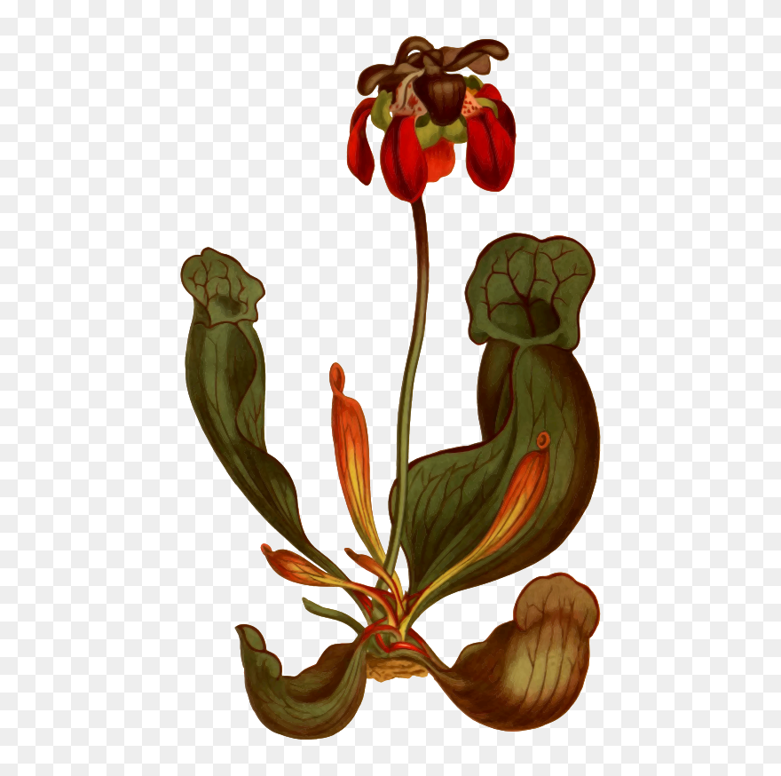 Broad-lipped Purple Side Saddle Flower - Vintage Illustration Pitcher Plant Clipart