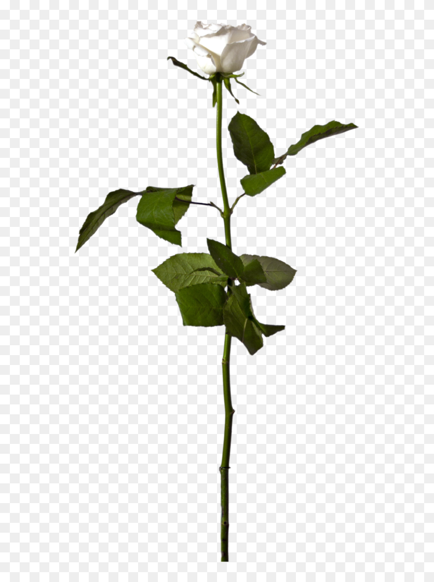 Flowering Plant Clip Art, Rose, Image - Png Download