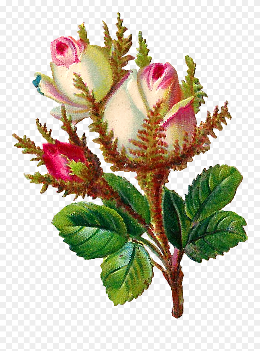 Garden Roses Clipart