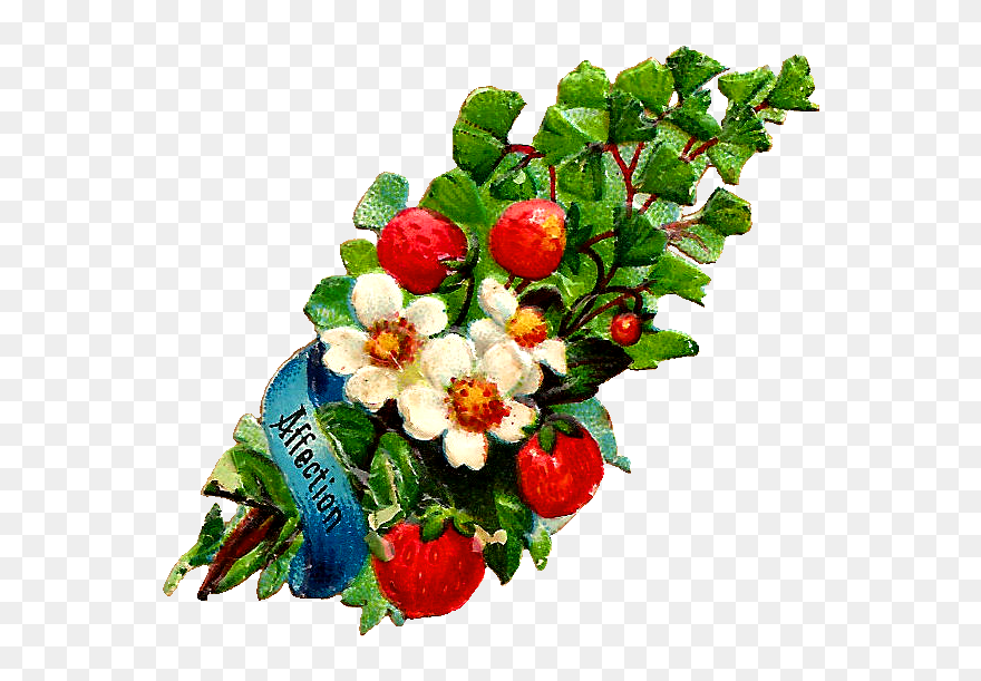 Antique Images Free Flower Clip Art White Rose And - Strawberry Vintage Png Transparent Png