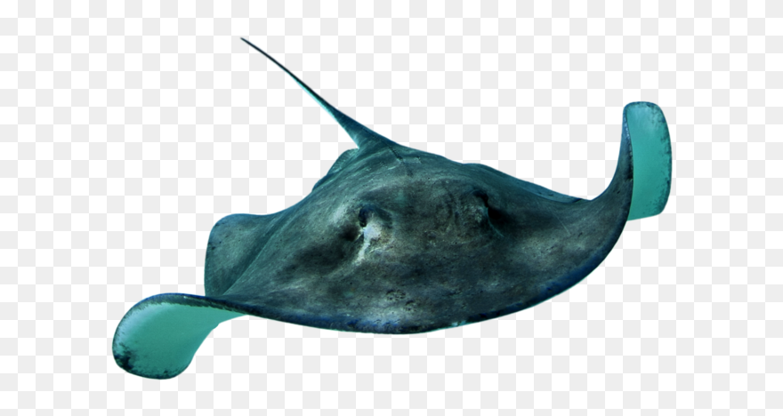 Stingray Png - Real Sea Animals Png Clipart