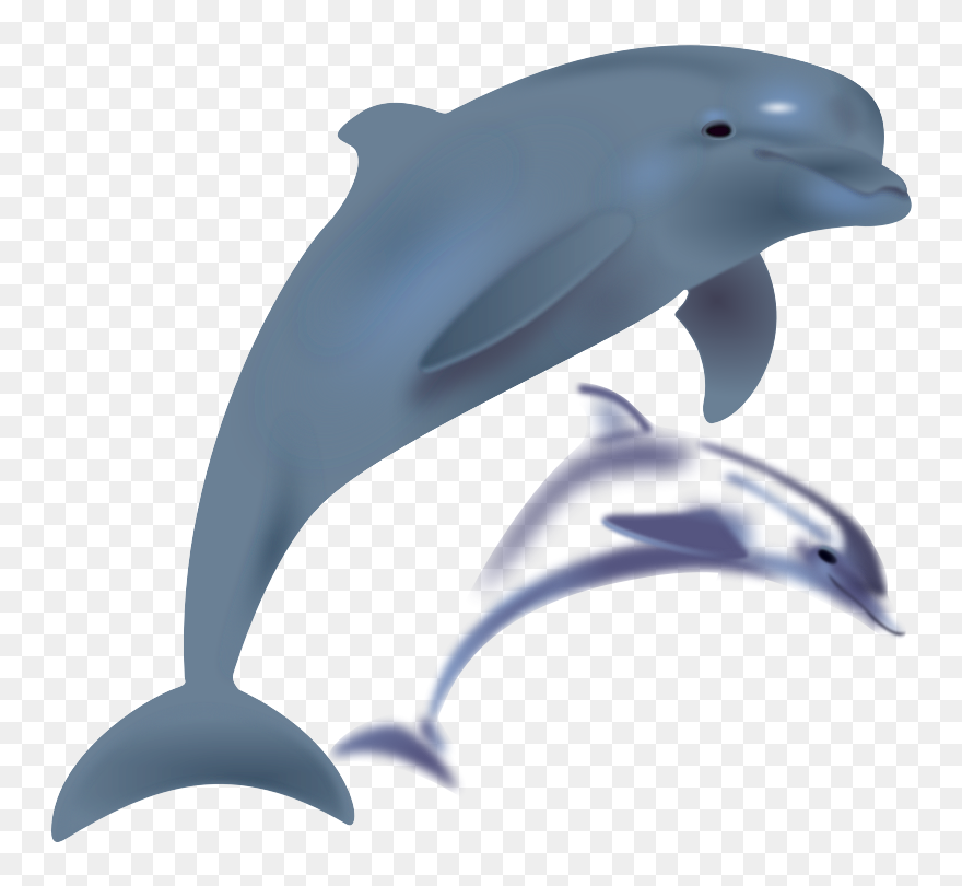 Transparent Stingray Clipart - Free Clipart Dolphin - Png Download