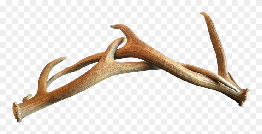 Deer Antler Horn Wood - Antler Clipart