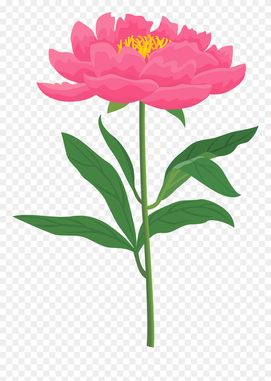 Chinese Peony Clipart