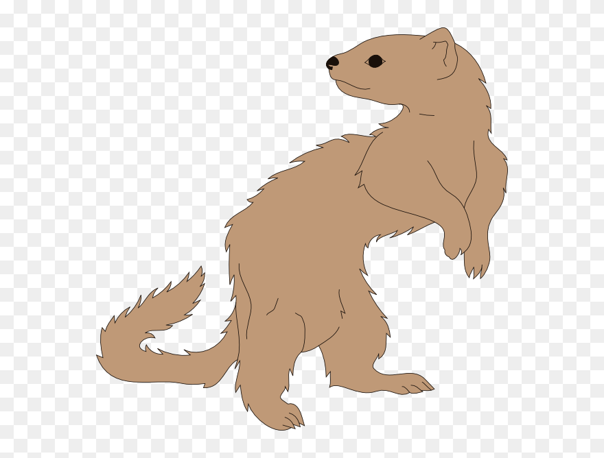 Ferret Vector Clipart - Furão Desenho Png Transparent Png