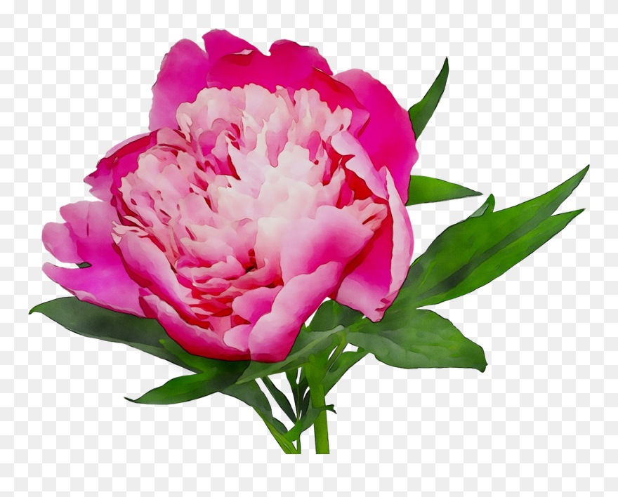 Transparent Peony Clip Art - Пион Красный - Png Download (#5465399