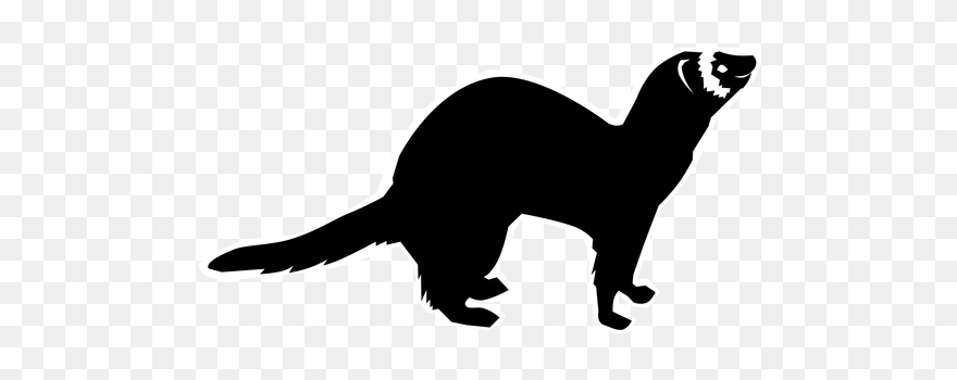 Mink Drawing Polecat - Ferret Clipart