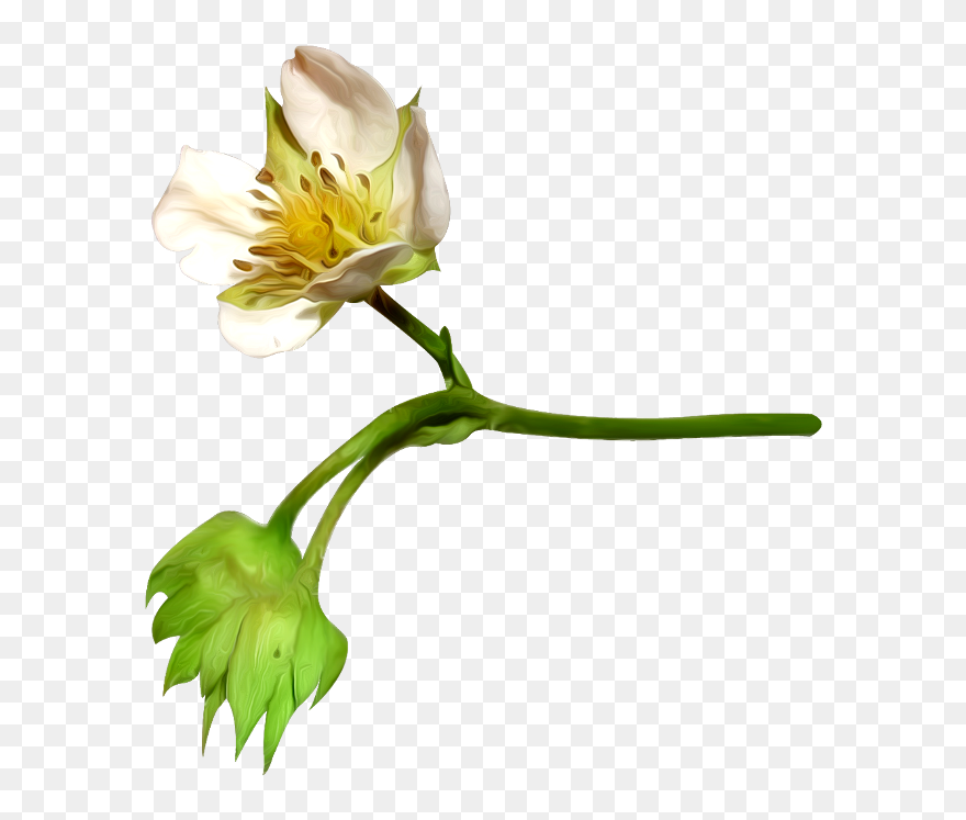Flower, Petal, Cotton, Plant Png Image With Transparent - Flower Clipart