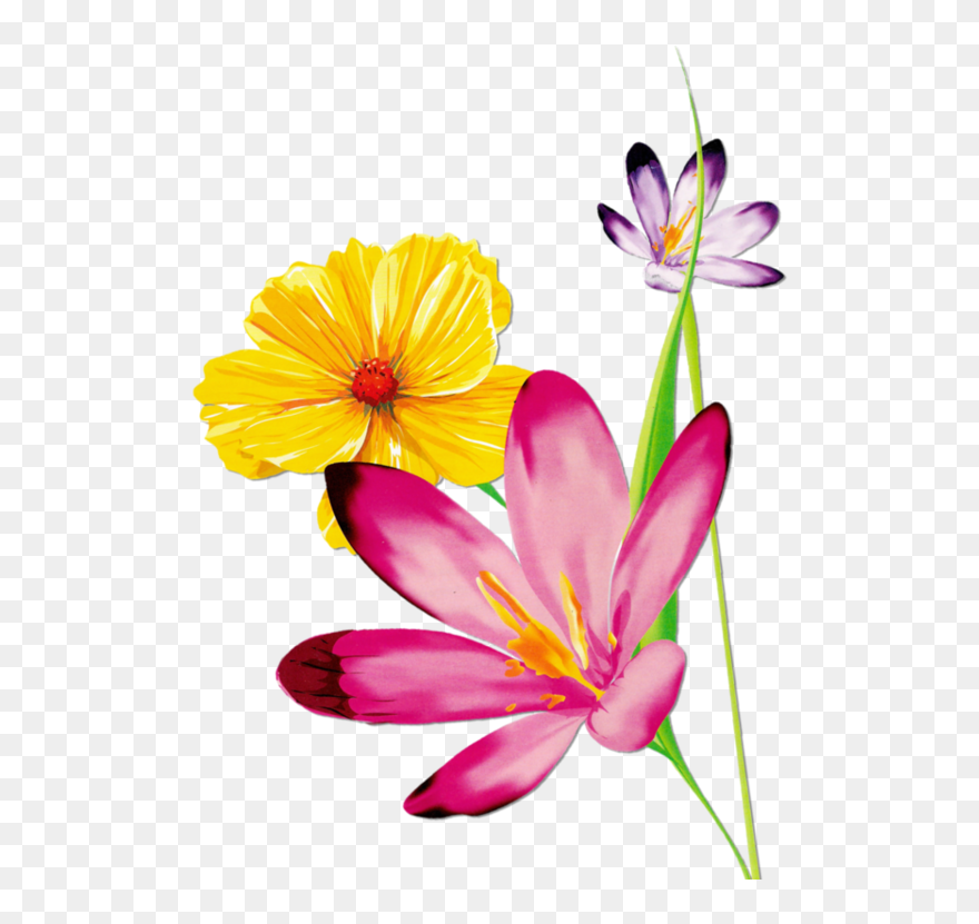 Cotton Clipart Magnolia Watercolor - Clip Art Pic Flower Watercolor - Png Download