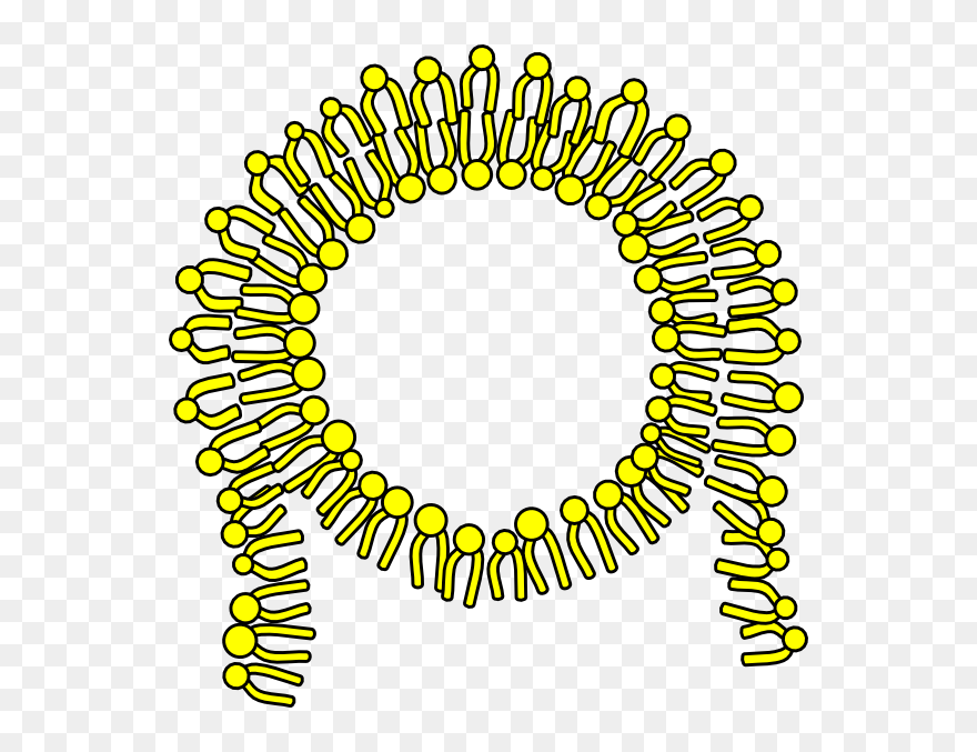 Cell Membrane Clipart - Png Download