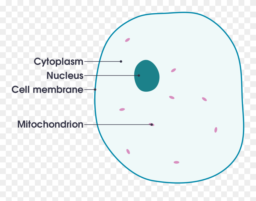 Cell Membrane Definition For Kid Clipart