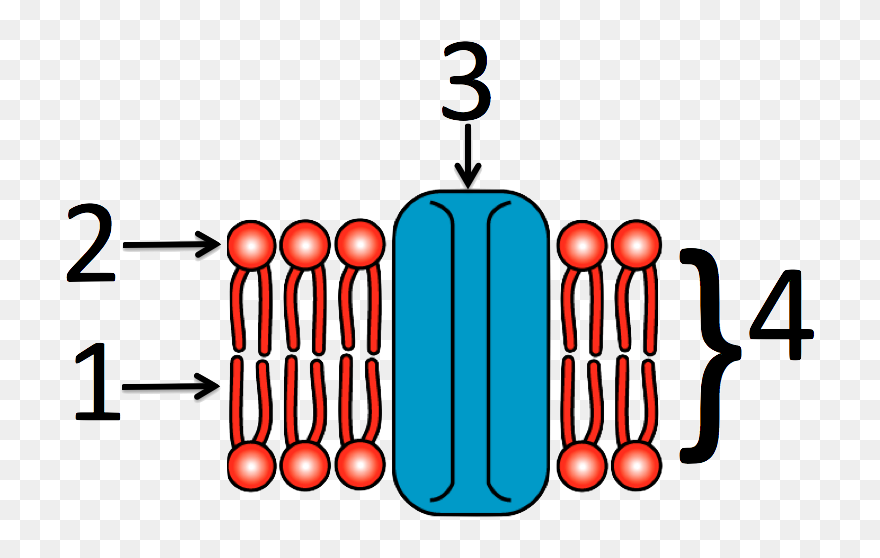 Cell Membrane Numbered Clipart