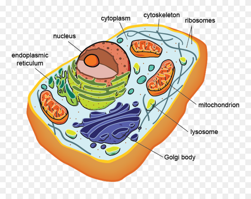 Cell Structure/function & Cell Membrane/transport - Eukaryotic Cells Png Clipart