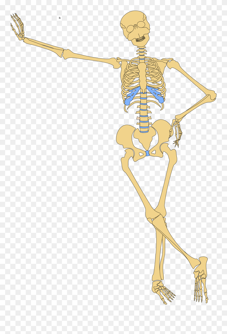Anatomy Clipart - Png Download