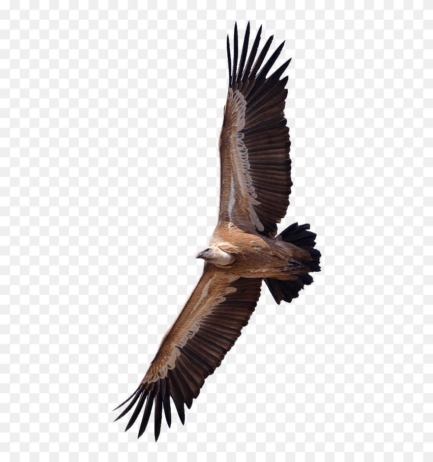 Vulture - Vultures Png Clipart