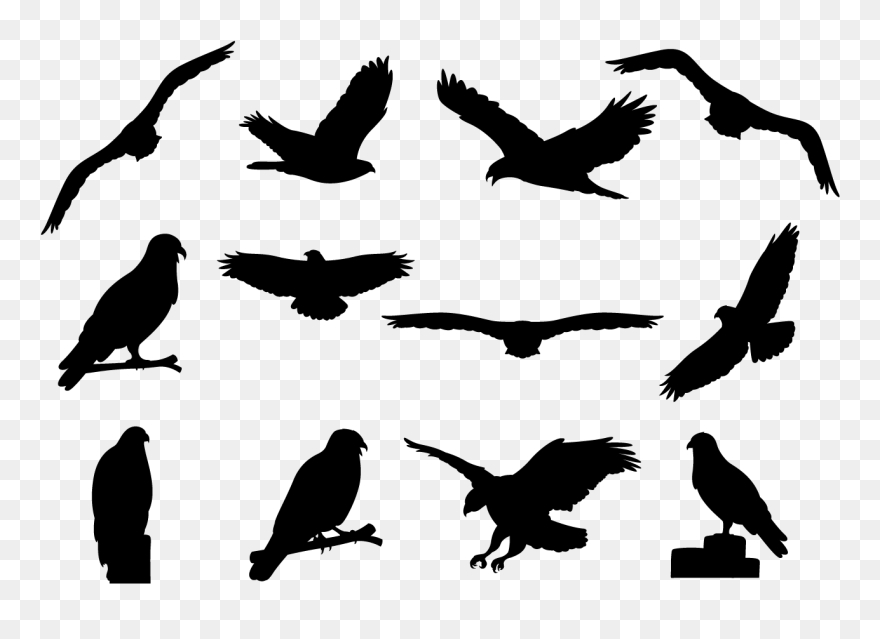 Buzzard Silhouettes Vector - Turkey Vulture Silhouette Png Clipart