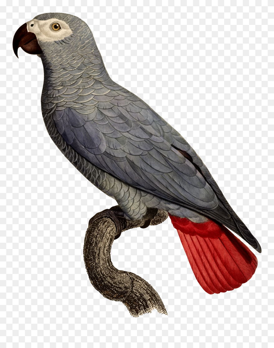 Library Of Turkey Vulture Vector Free Stock Png Files - Grey Parrot Clipart