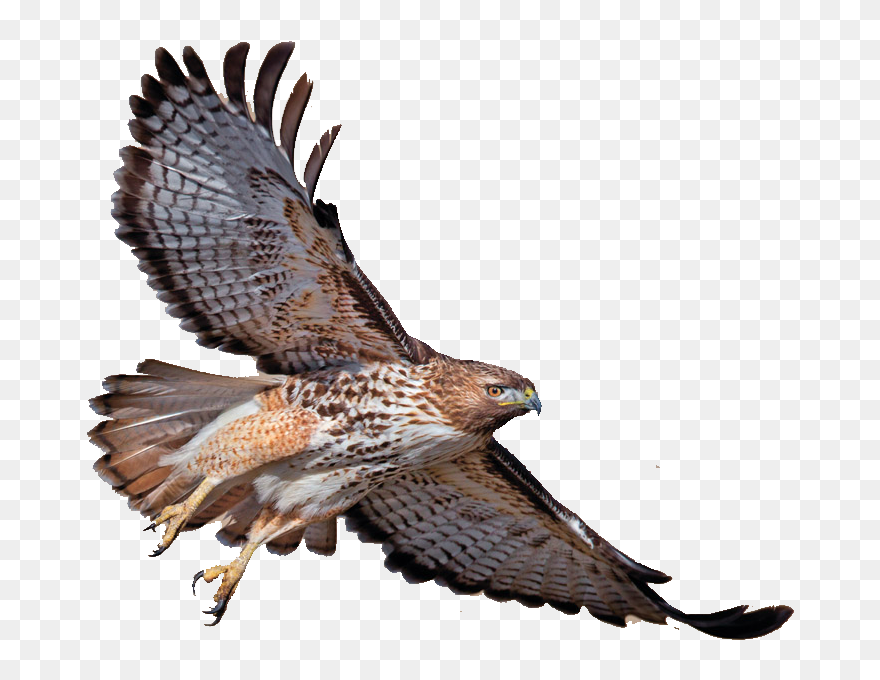 Download Turkey Red Tailed Eagle Bald Vulture Red Shouldered - Drawing