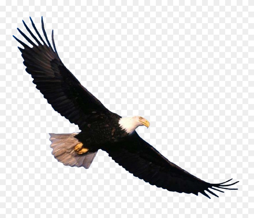 Bald Eagle Flying Png Clipart