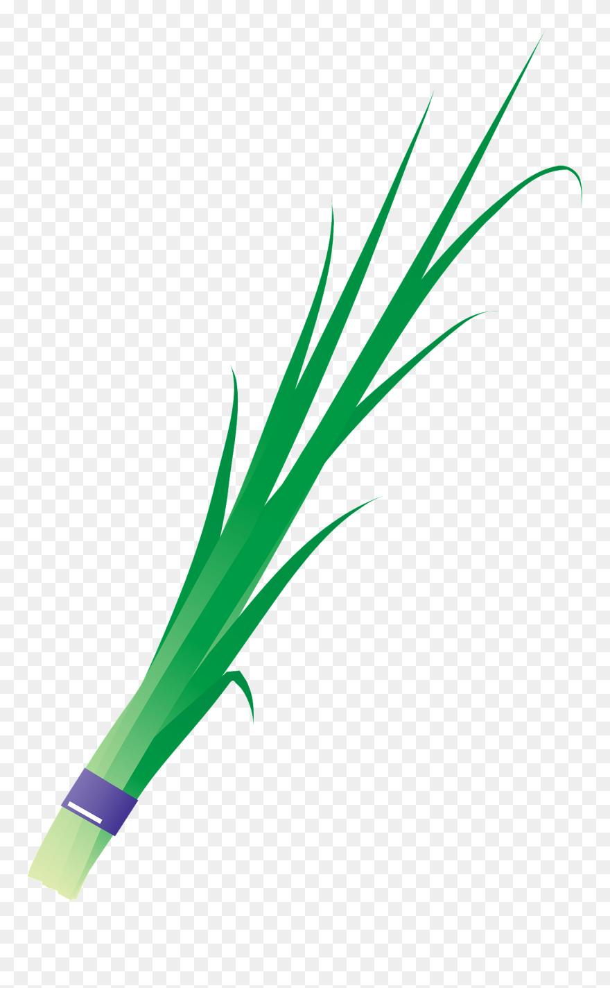 イラスト フリー 素材 ニラ Clipart